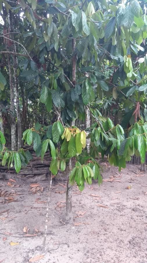 Theobroma subincanum habit