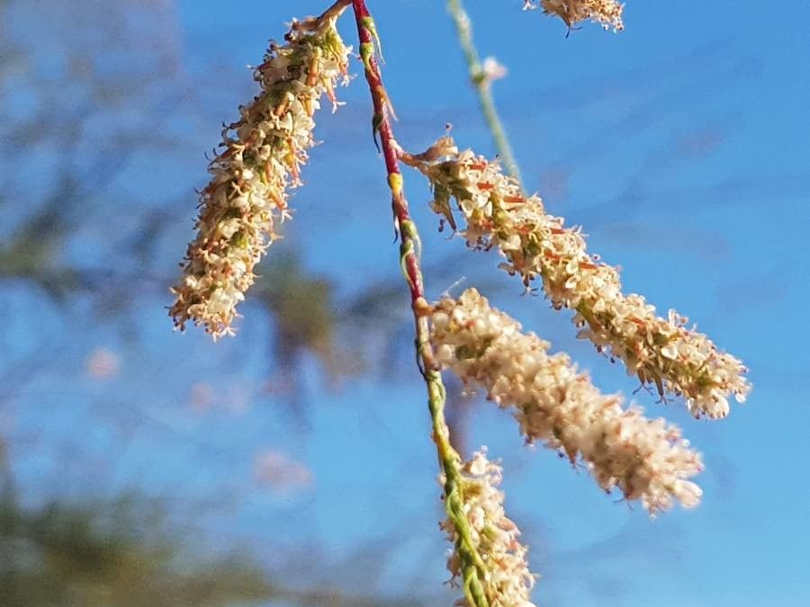 Tamarix africana flower