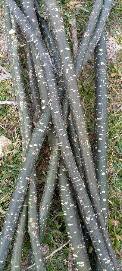 Iriartea deltoidea bark