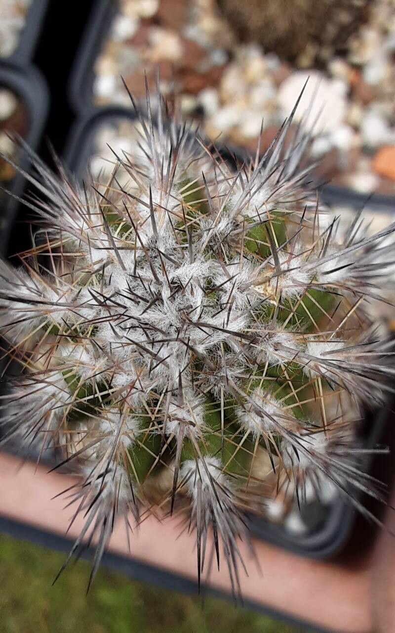 Eulychnia ritteri other