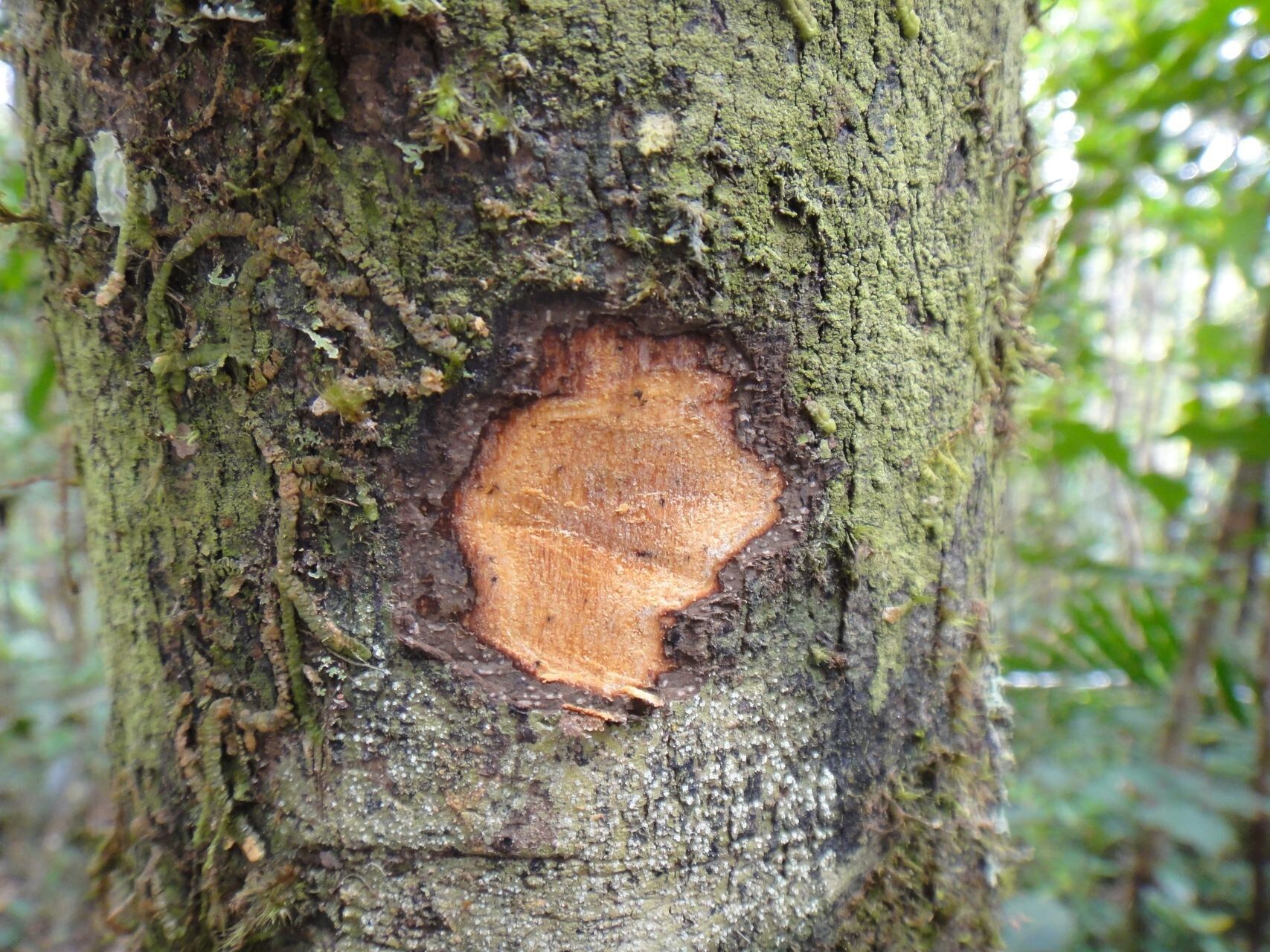 Diospyros samoensis bark