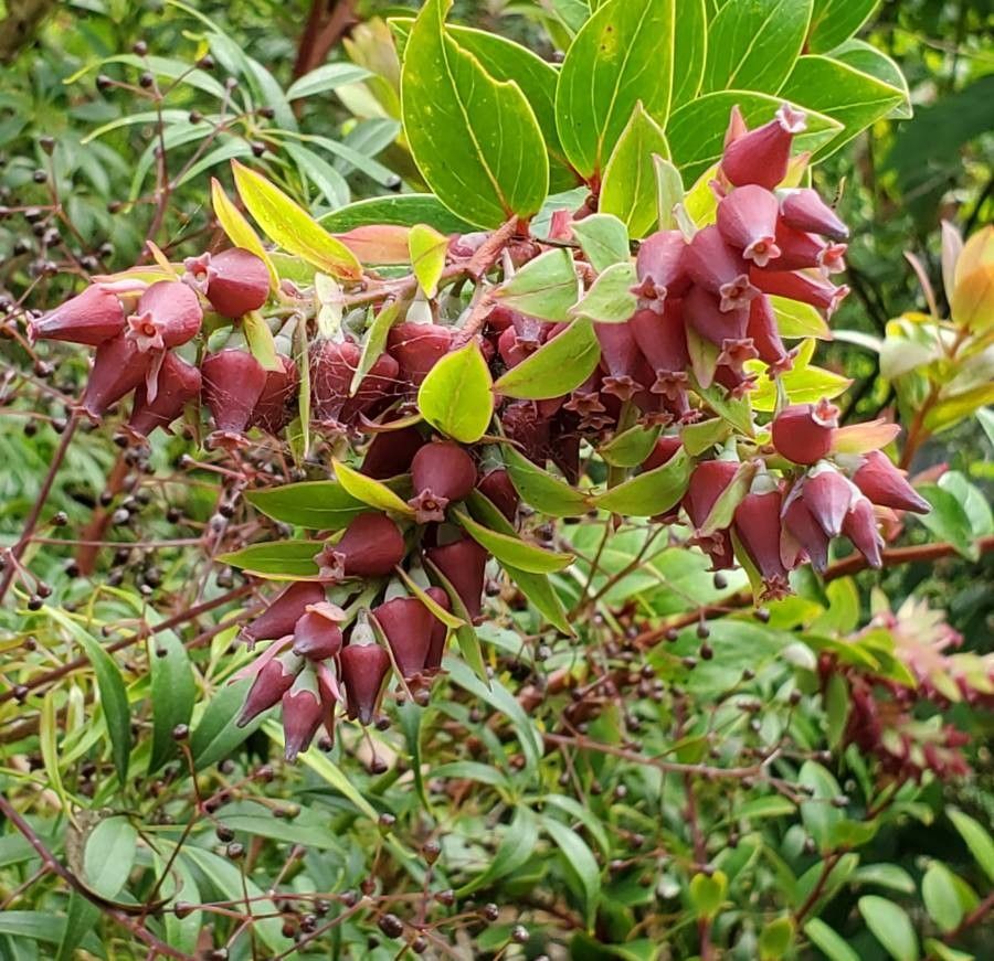 Lyonia lucida flower