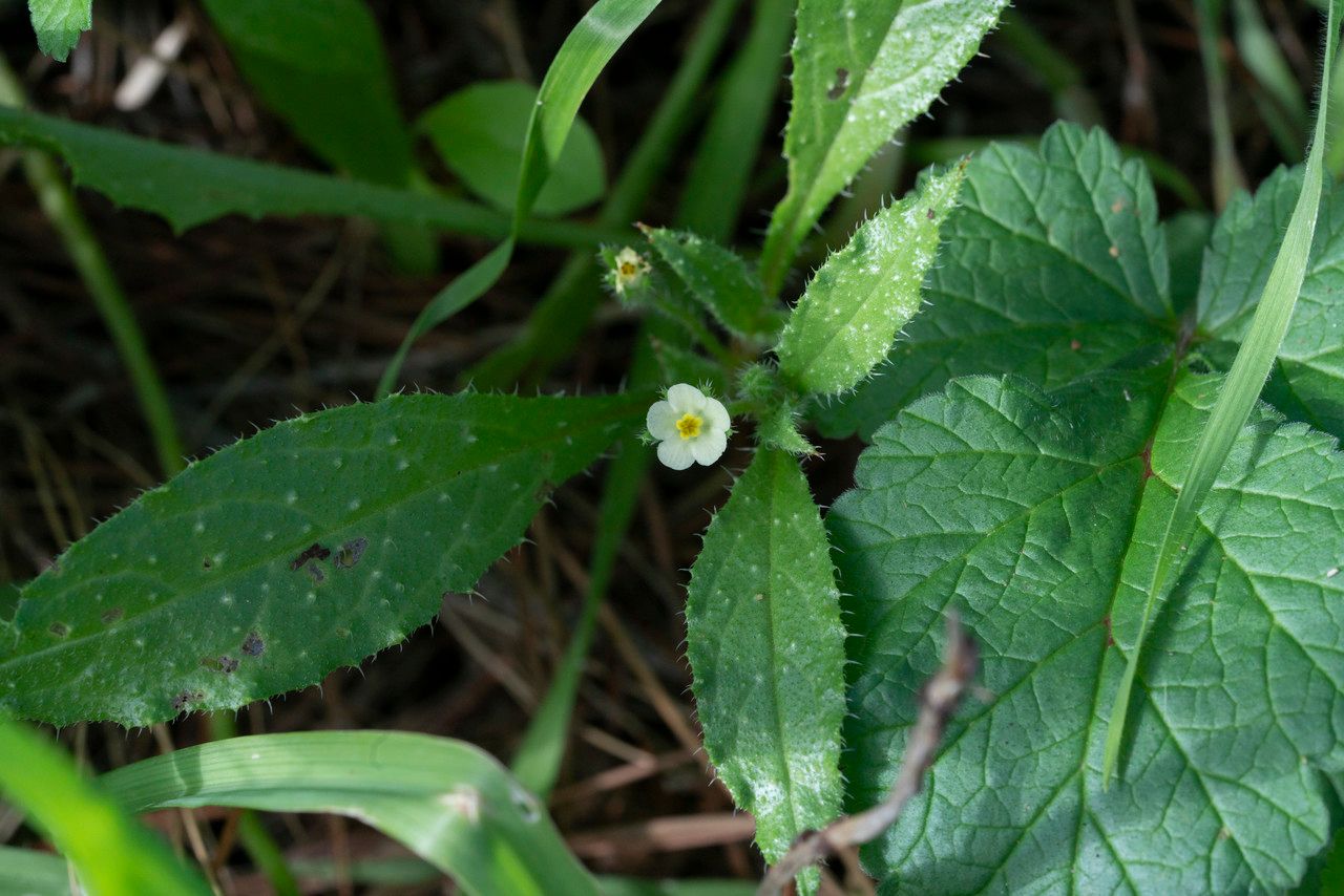 Anchusa aegyptiaca leaf