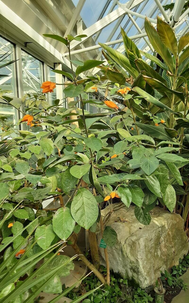 Juanulloa mexicana flower