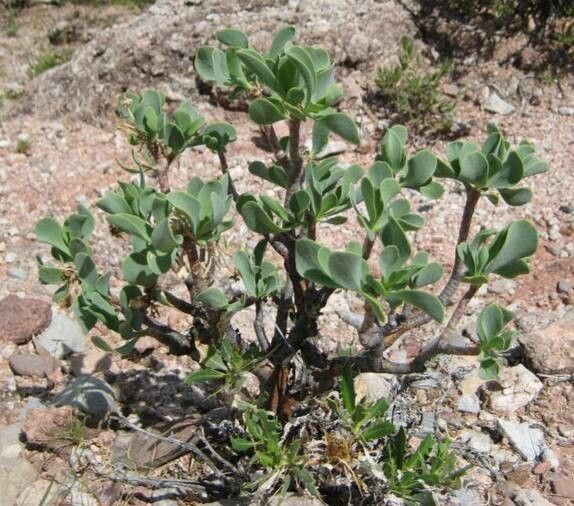 Othonna furcata habit