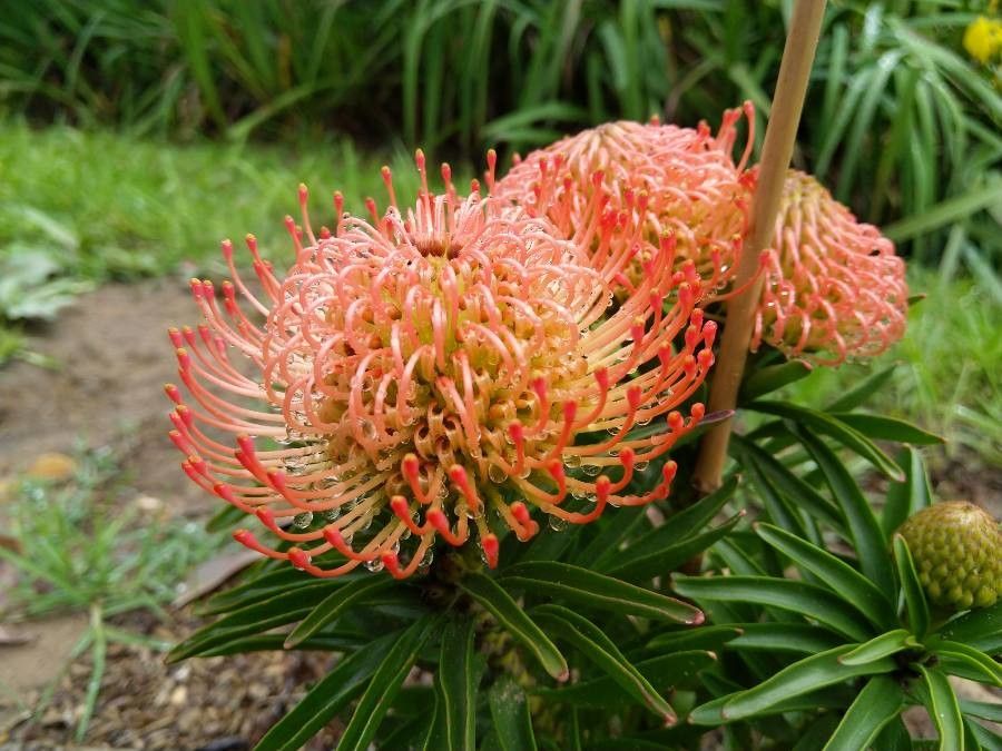 Leucospermum lineare flower