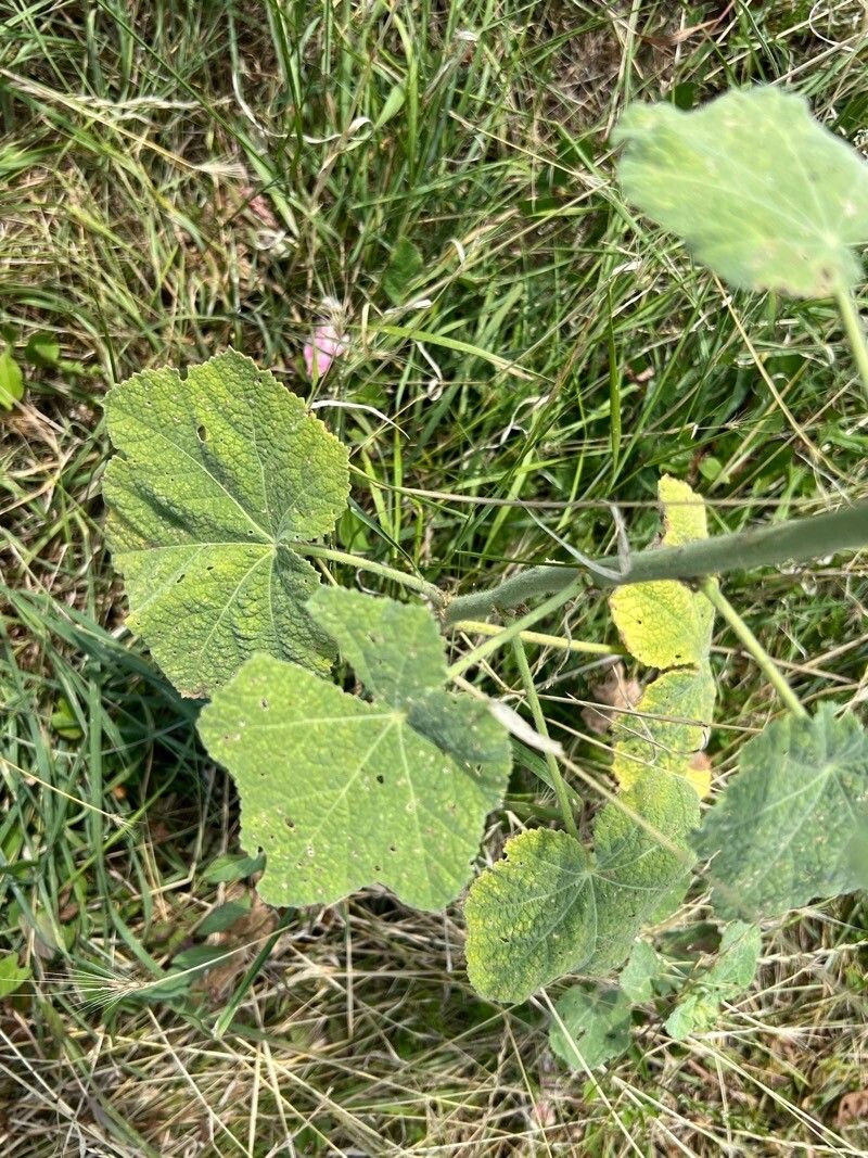 Alcea setosa leaf
