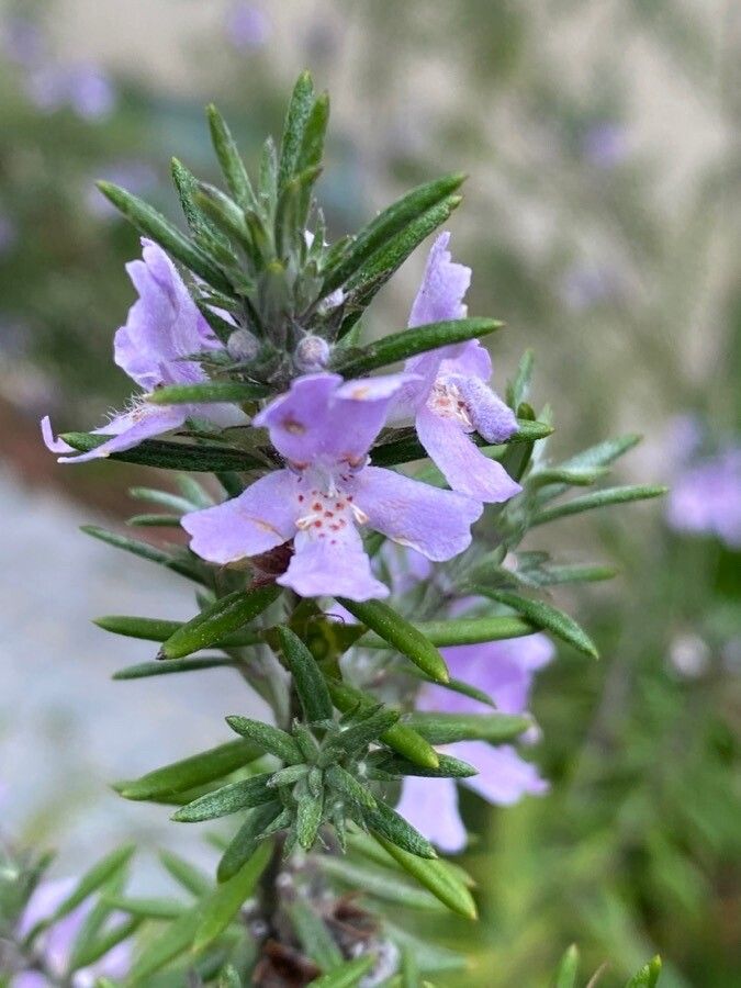 Westringia eremicola flower
