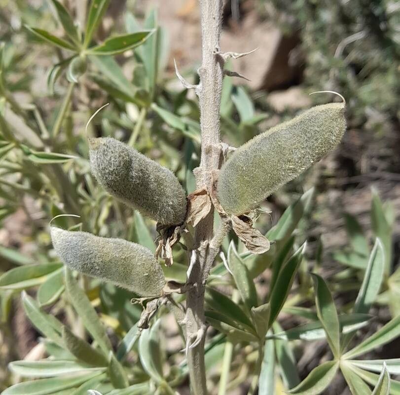 Lupinus ultramontanus fruit