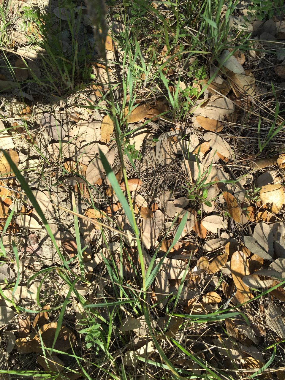 Poa arachnifera habit