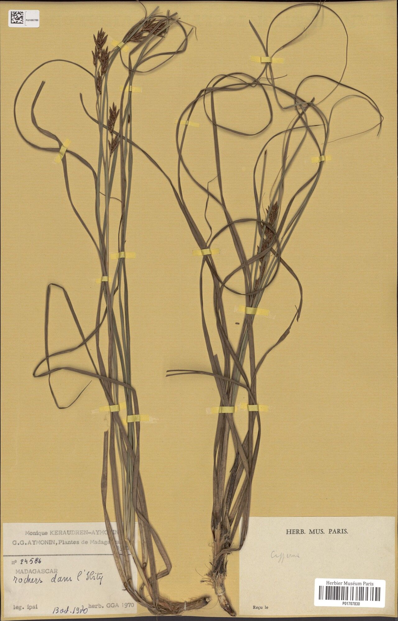 Carex heterodoxa — houseplant care guide