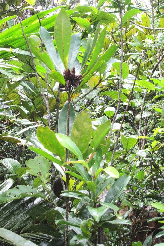 Pittosporum ornatum habit
