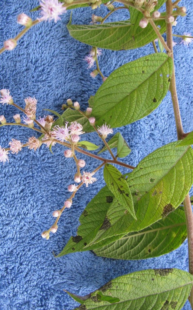 Vernonia arborescens other