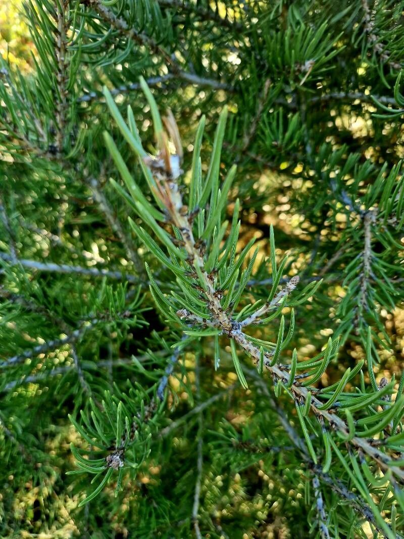 Pinus monophylla