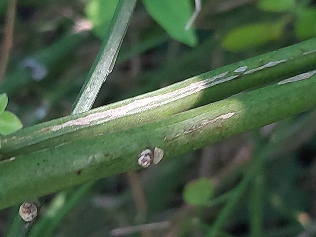Jasminum waitzianum bark