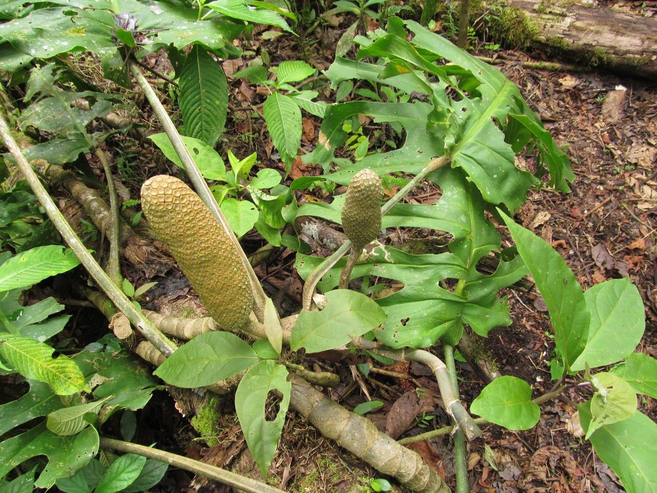 Monstera punctulata habit