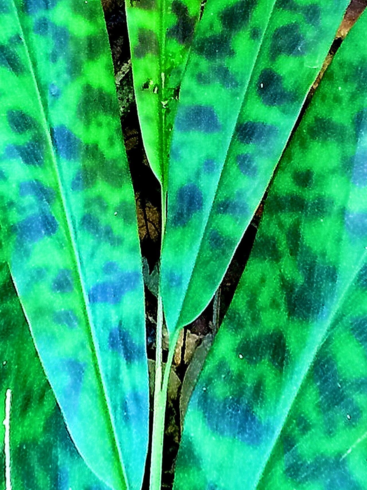 Etlingera brevilabrum — related species from the same genus