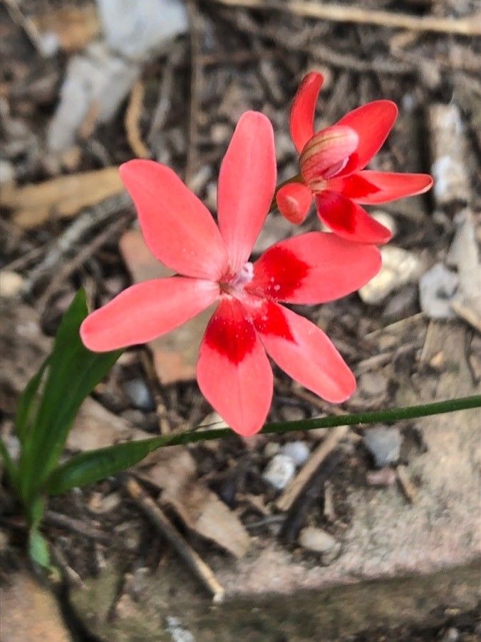 Anomatheca laxa flower