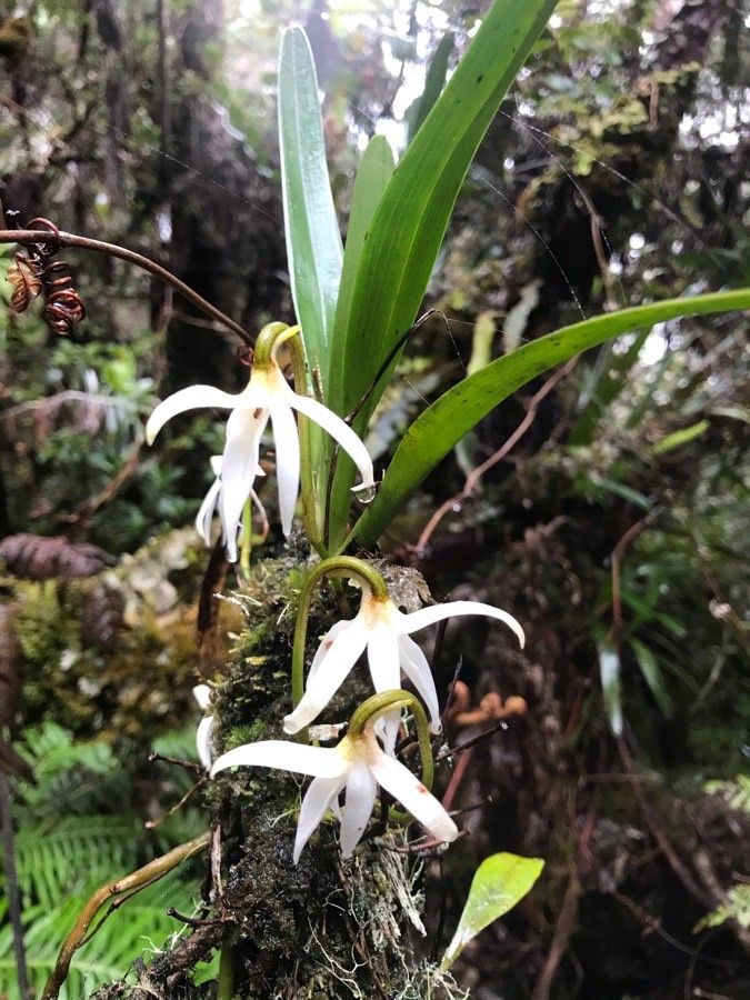Jumellea triquetra flower