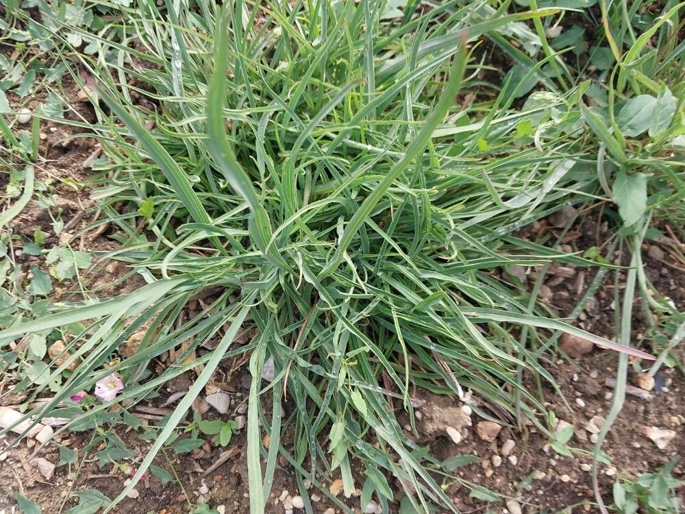 Takhtajaniantha austriaca — houseplant care guide