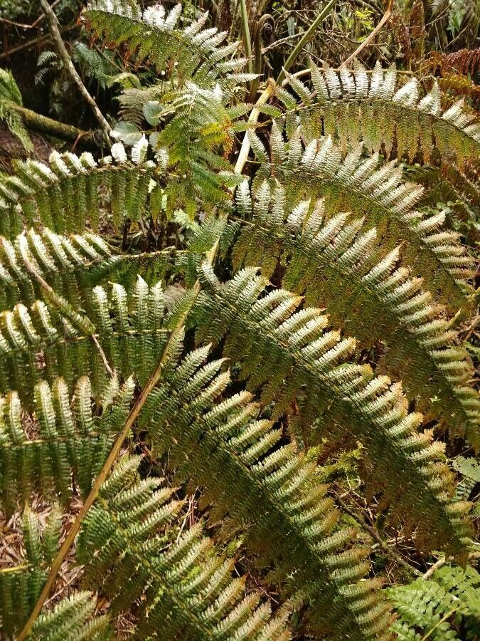 Alsophila celsa leaf