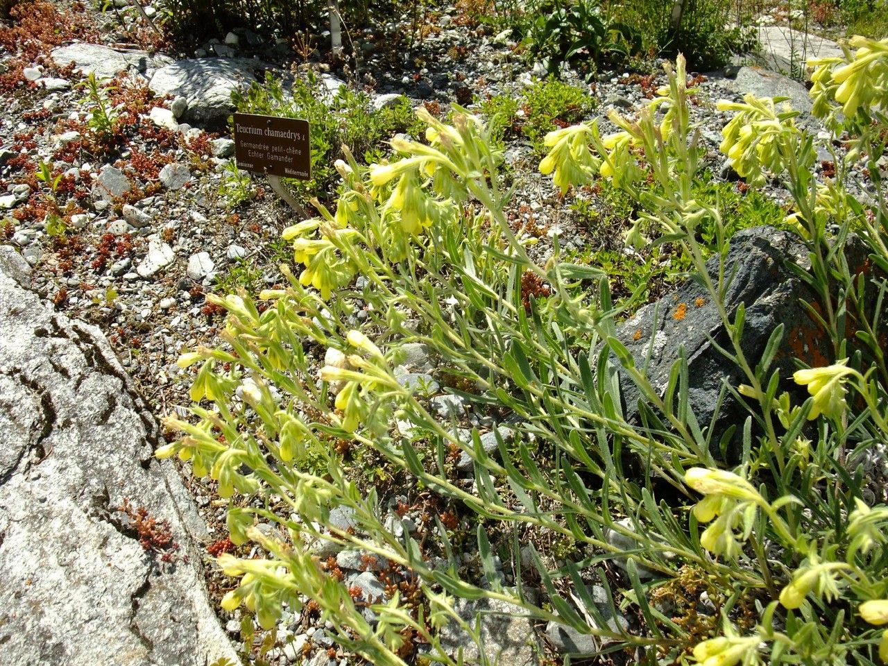 Onosma pseudoarenaria habit