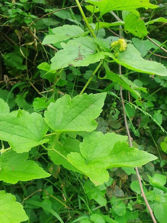 Clematis brachiata — search result for 'Clematis'