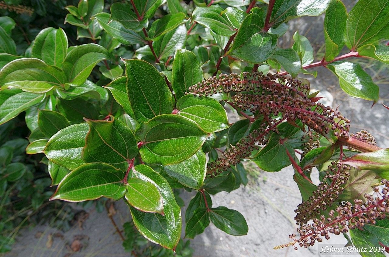 Coriaria arborea flower