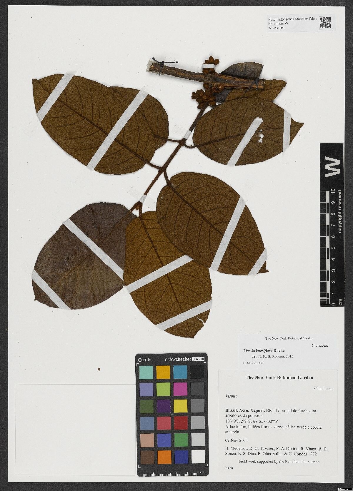 Vismia lateriflora leaf