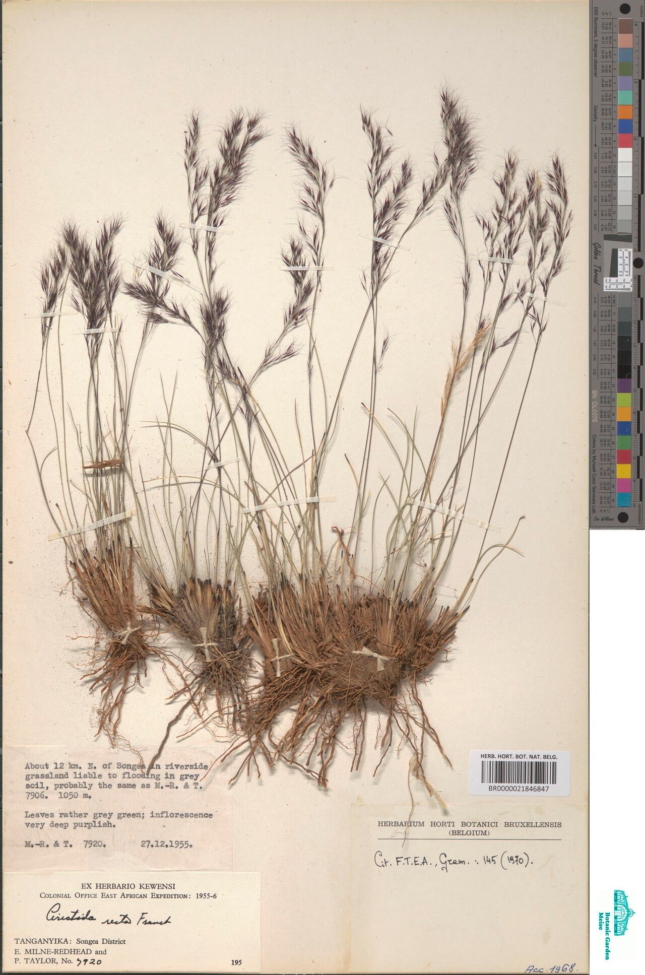 Aristida recta — search result for 'Aristida'