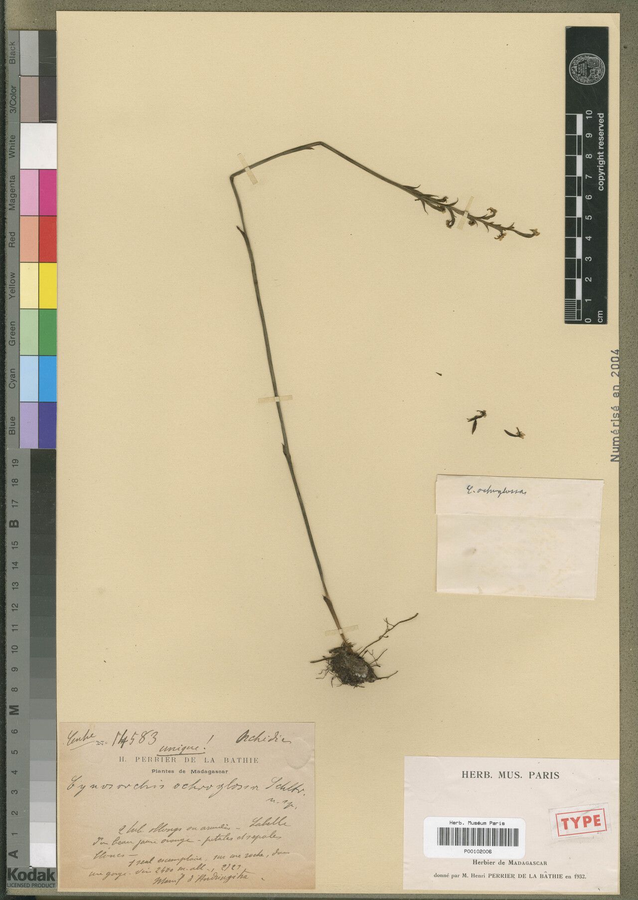 Cynorkis ochroglossa — houseplant care guide