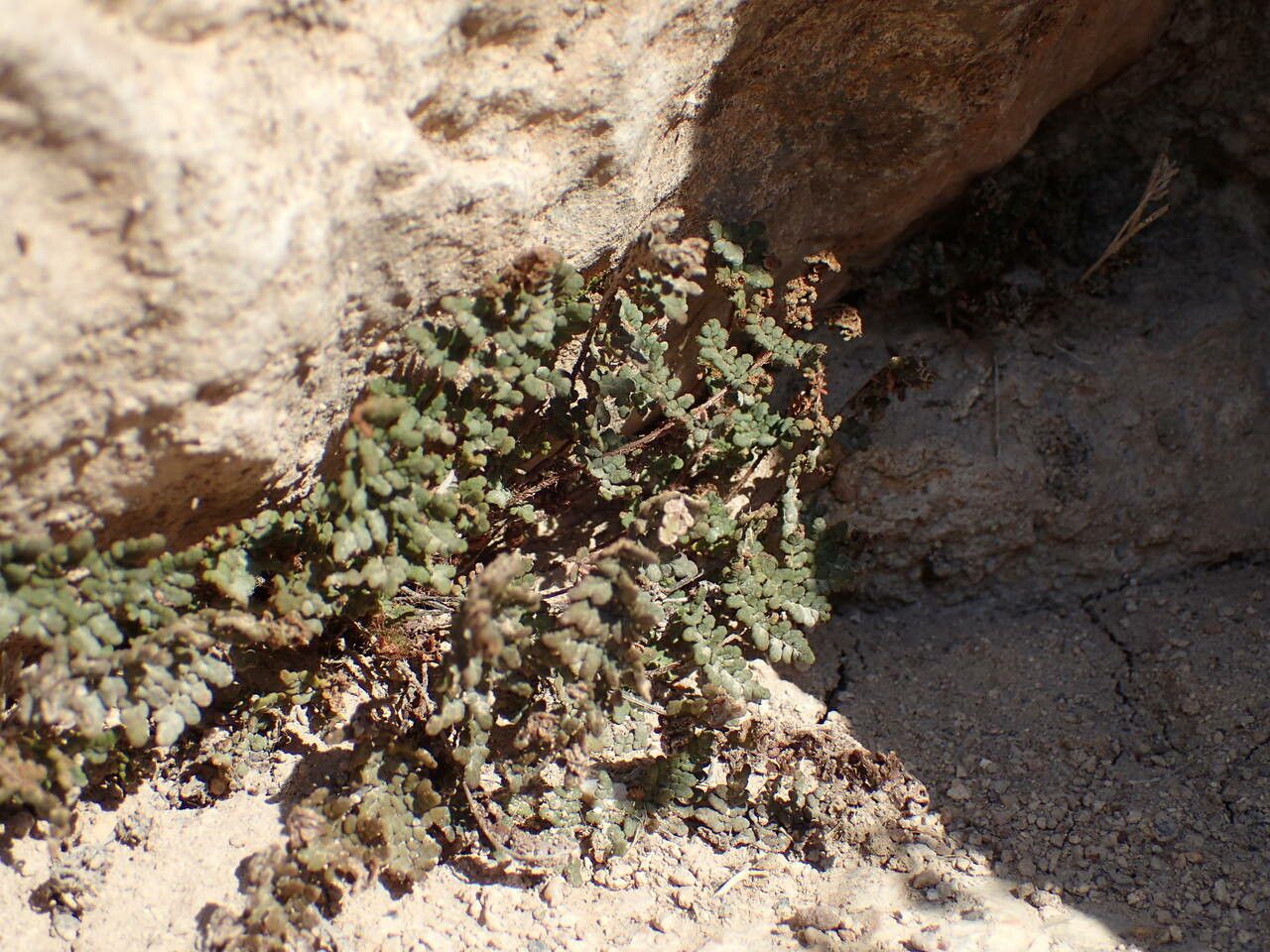 Hemionitis acrostica habit