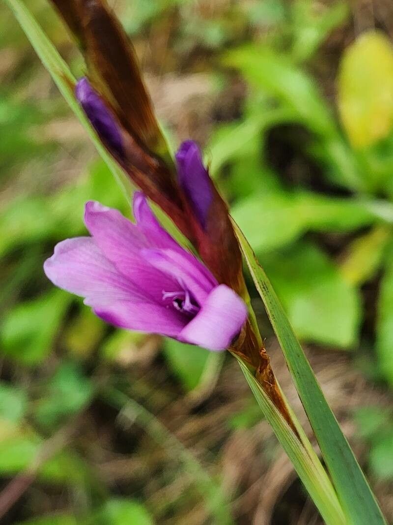 Romulea congoensis flower