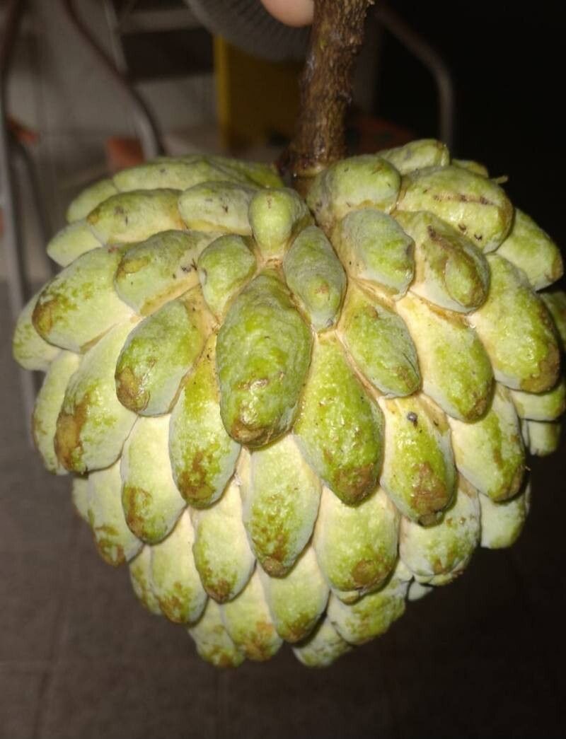 Annona × atemoya fruit