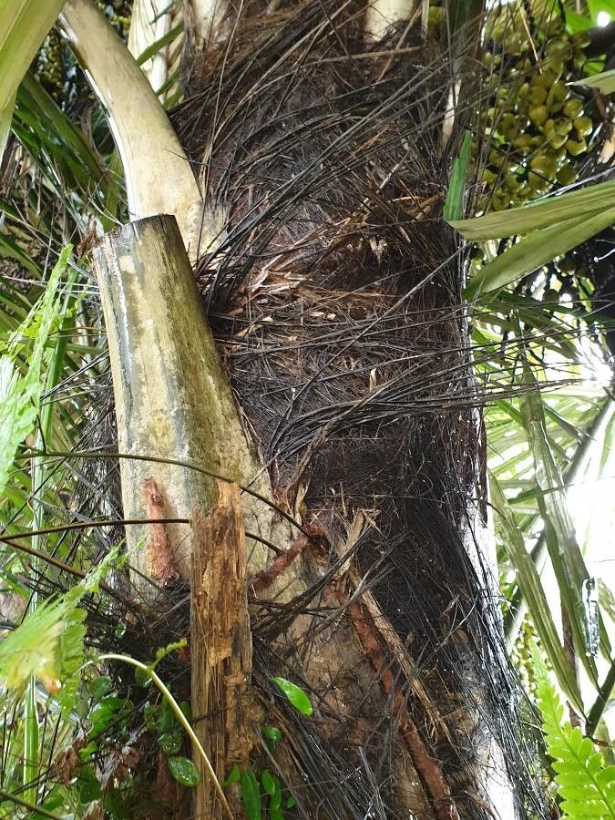 Arenga obtusifolia bark