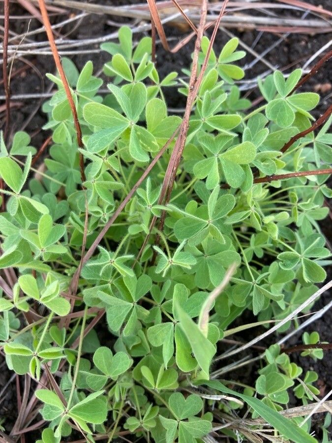 Oxalis chnoodes — search result for 'Oxalis'