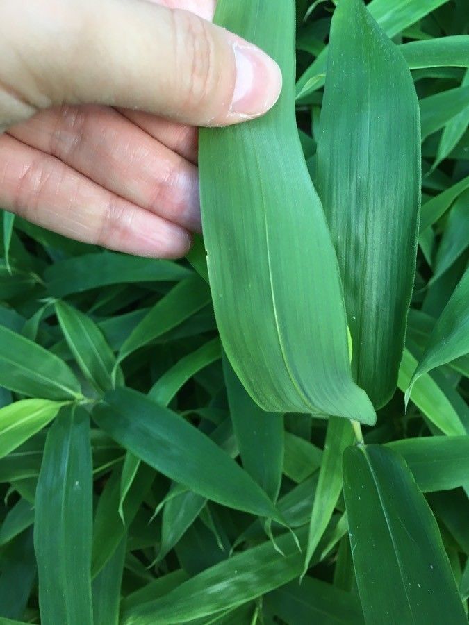 Sasaella ramosa leaf