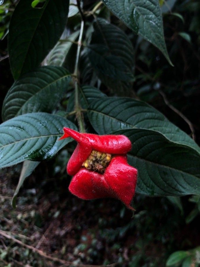 Psychotria poeppigiana flower