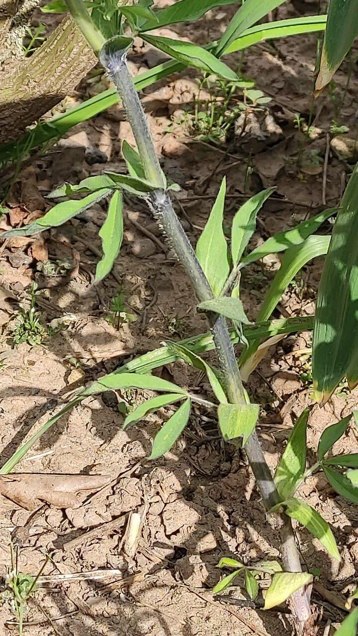 Thermopsis lanceolata bark