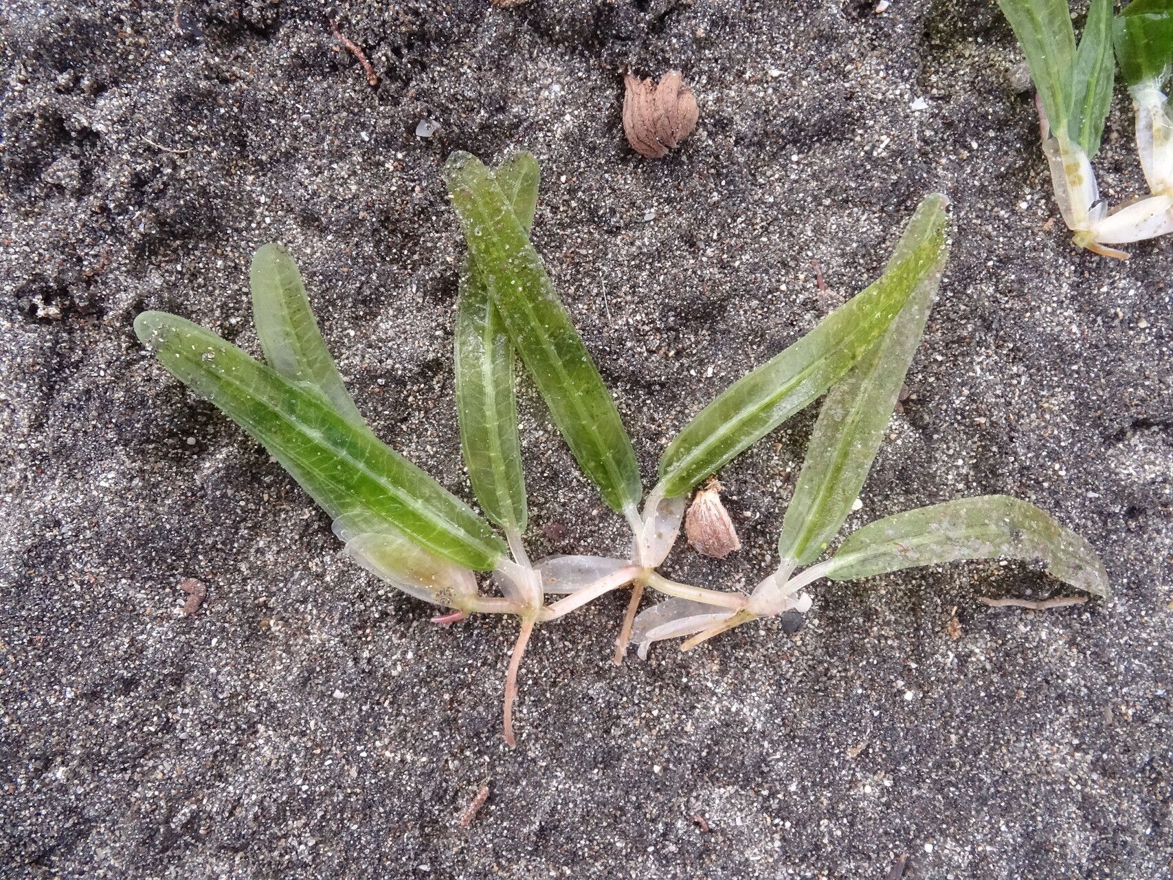 Halophila stipulacea habit
