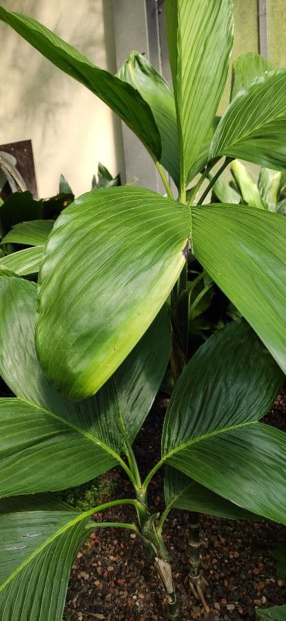 Chamaedorea ernesti-augusti habit