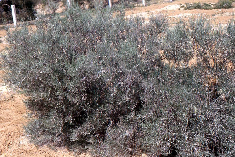 Limoniastrum guyonianum habit