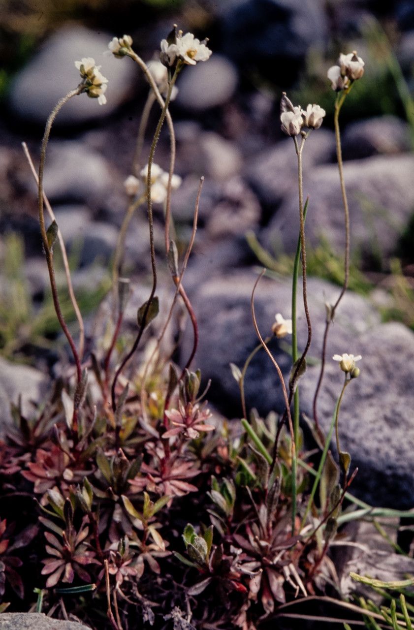 Draba glabella — houseplant care guide