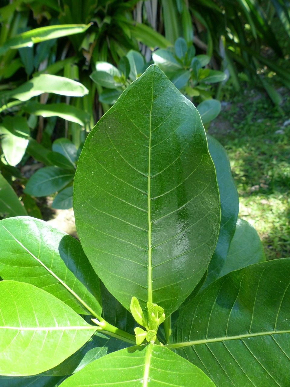 Gardenia taitensis leaf