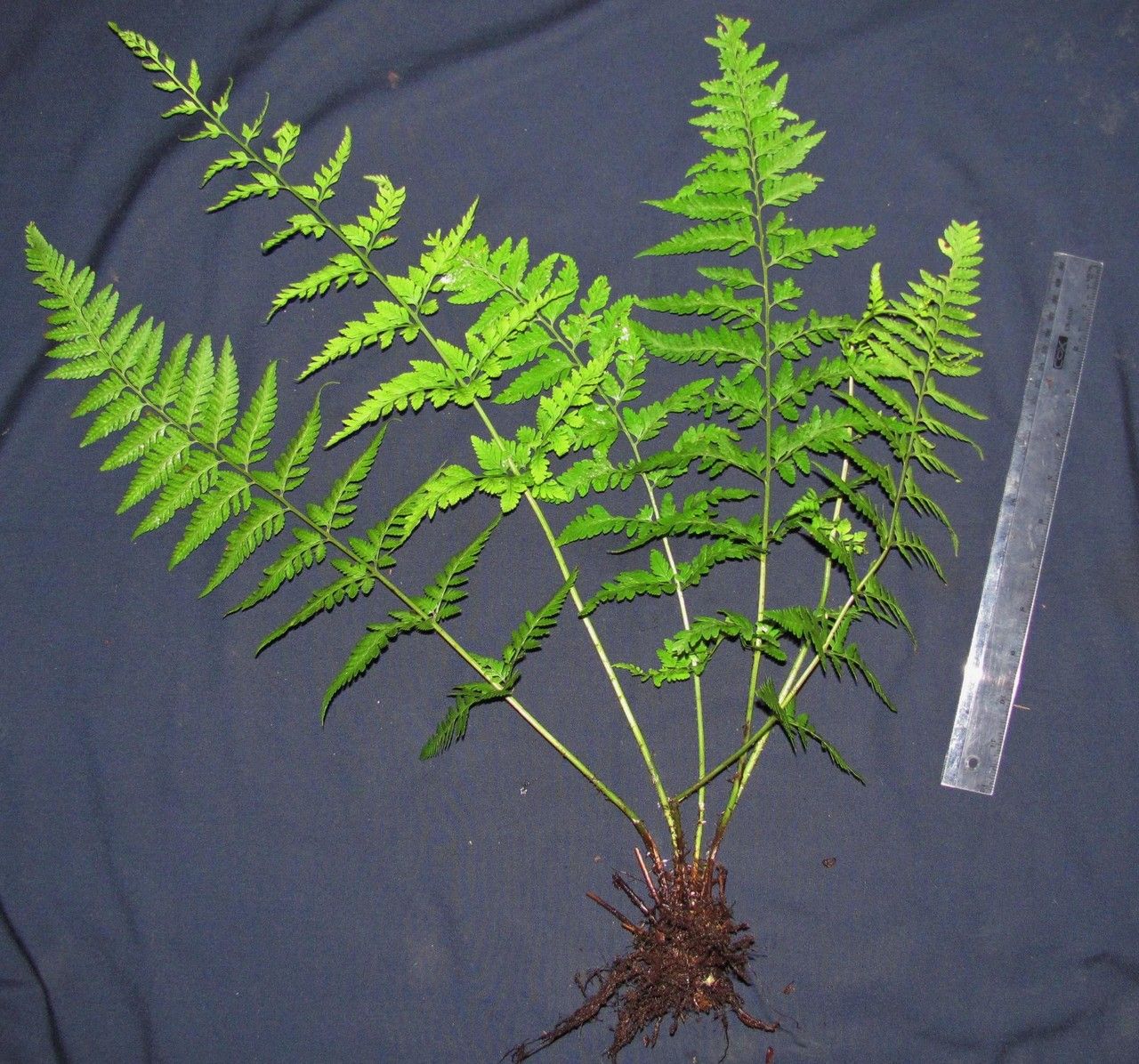 Dryopteris patula other
