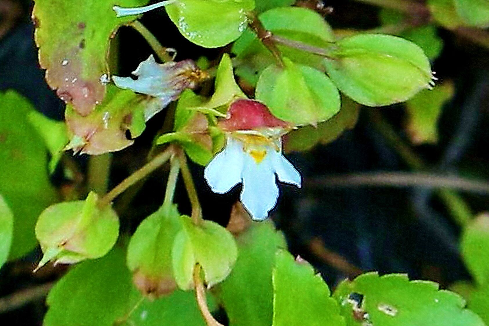 Torenia polygonoides — search result for 'Torenia'