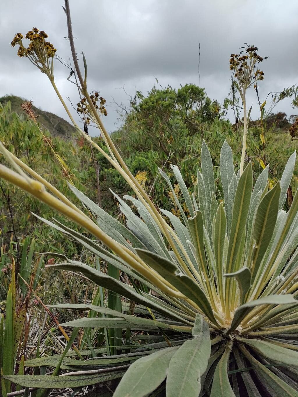 Espeletia grandiflora habit