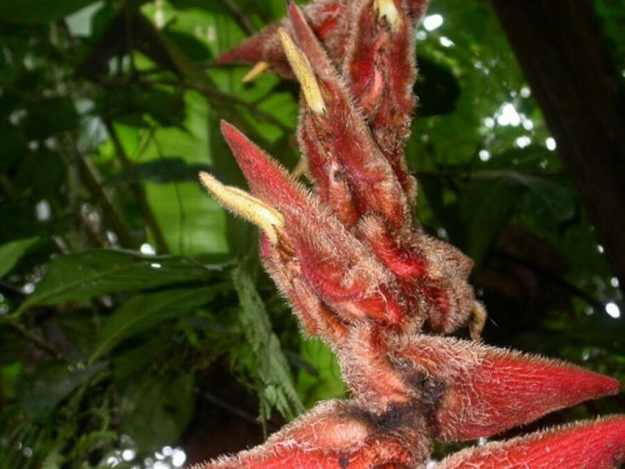 Heliconia danielsiana — search result for 'Heliconia'