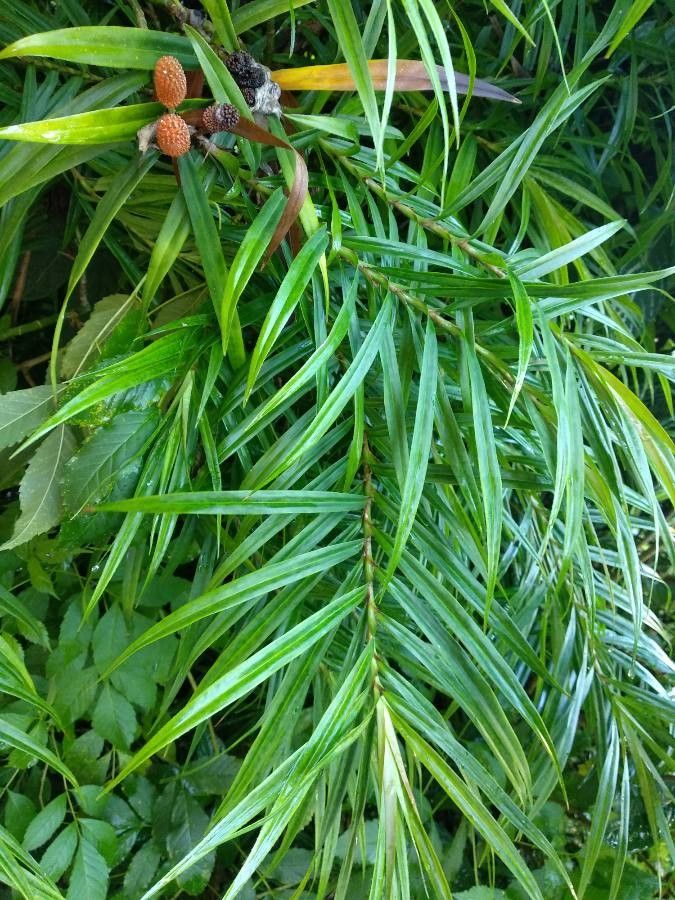 Freycinetia sulcata — houseplant care guide