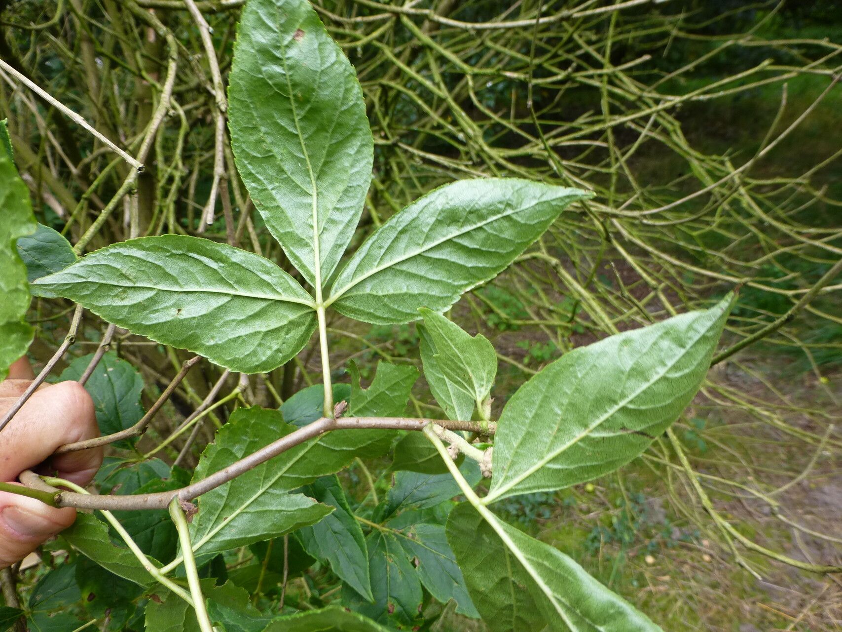 Eleutherococcus sessiliflorus — houseplant care guide